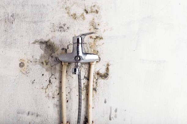 Trusted Glendale, MO Mold Remediation Experts